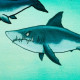 French Terry Panel Shark Tank Thorsten Berger - Haie klein
