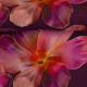 Leinen Mischgewebe Adria - Blüten fuchsia-bordeaux