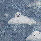 Arctic "Robben" - French Terry by Christiane Zielinski